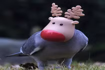 Chim bồ câu đầu tuần lộc và sự thật gây cười 