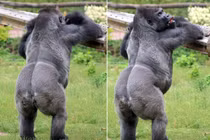 Khỉ đột khổng lồ khoe vẻ gợi cảm khó cưỡng trước ống kính