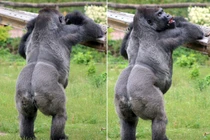 Khỉ đột khổng lồ khoe vẻ gợi cảm khó cưỡng trước ống kính