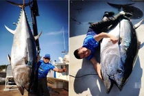 Bắt được cá ngừ vây xanh dài 3m, trị giá vài chục tỷ đồng