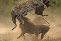 Lợn rừng tử chiến báo đốm để cứu con