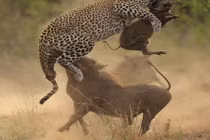 Lợn rừng tử chiến báo đốm để cứu con