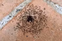 Vòng tròn chết chóc khiến kiến thợ đi đến chết vì kiệt sức 