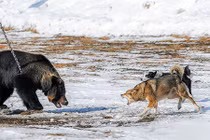 Ghê rợn cảnh gấu nâu khổng lồ chiến đấu chống chó săn