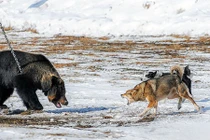 Ghê rợn cảnh gấu nâu khổng lồ chiến đấu chống chó săn