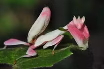 Kinh ngạc nghệ thuật ẩn thân của các bậc thầy côn trùng 