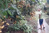 Giá nhãn Sông Mã giảm chỉ còn 7.000 đồng/kg