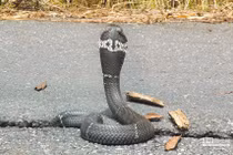 Đem rắn hổ mang quấn tay khoe khoang, thanh niên chết thảm khi...