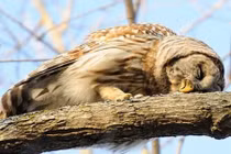 Khi động vật tiệc tùng say sưa quên lối về 