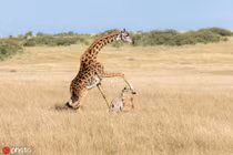 Hươu cao cổ hỗn chiến sư tử, đá nhầm sang con gây xót xa