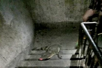 Cặp đôi bước ra khỏi cửa, sốc vì đụng độ "quái vật" khát máu