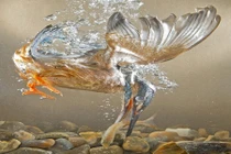 Kịch tính cảnh săn mồi nhanh như chớp của chim bói cá