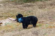 Gấu đầu xanh xuất hiện bí ẩn gây xôn xao 