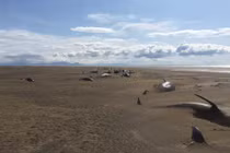 Cảnh tượng bi thảm 50 cá voi chết bất thường ở bờ biển