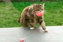 Mèo mang hoa tặng hàng xóm mỗi ngày "đốn tim" bao người