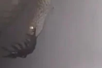 Kinh dị cảnh thằn lằn nuốt rết khổng lồ ở Thái Lan 