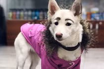 Chú chó lông mày lá liễu bị ghét bỏ bỗng chốc nổi tiếng
