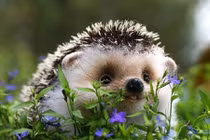 Khám phá gây sốc về loài nhím gai đáng yêu 