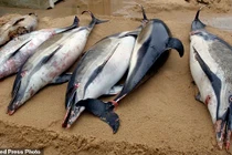 Hơn 1000 con cá heo chết bí ẩn, tăng kỷ lục