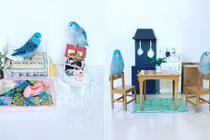 Mê mẩn trong thế giới thu nhỏ của đôi vẹt xanh điển trai 