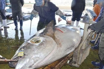 Bắt được thủy quái cá ngừ nặng 417 kg ở Nhật Bản
