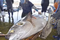 Bắt được thủy quái cá ngừ nặng 417 kg ở Nhật Bản