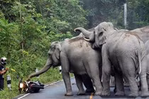 Lỡ làm chuyện này, người đàn ông phải chắp tay xin voi tha thứ 