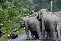 Lỡ làm chuyện này, người đàn ông phải chắp tay xin voi tha thứ 