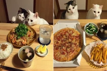 Phát sốt với đôi mèo đáng yêu "tị" thức ăn của chủ