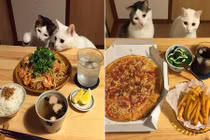 Phát sốt với đôi mèo đáng yêu "tị" thức ăn của chủ