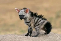 Loài động vật siêu kỳ quặc, nhìn vào là bị thu hút