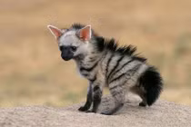 Loài động vật siêu kỳ quặc, nhìn vào là bị thu hút