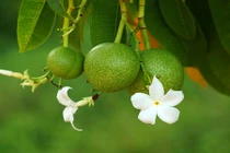 Hãi hùng loài cây tự tử giết người nhiều, có ở Việt Nam