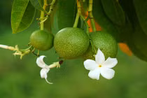 Hãi hùng loài cây tự tử giết người nhiều, có ở Việt Nam