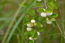 Tiết lộ "sốc" về cây cơm nguội có nhiều ở Việt Nam