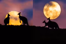 Kangaroo “mây mưa” cực lãng mạn dưới ánh trăng
