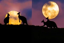 Kangaroo “mây mưa” cực lãng mạn dưới ánh trăng