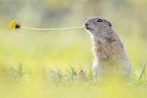 Cuộc sống yên bình của loài sóc cả ngàn người mơ