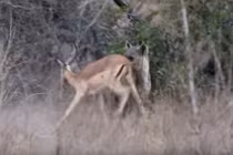 Sững sờ linh cẩu ngang nhiên cướp thịt linh dương từ báo 