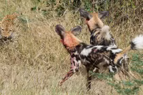 Chó hoang đoàn kết đánh đuổi báo đốm định cướp mồi 