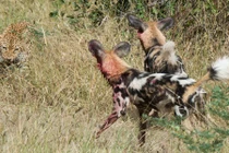 Chó hoang đoàn kết đánh đuổi báo đốm định cướp mồi 