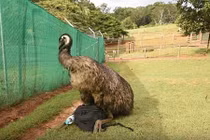 Đà điểu hứng tình cố gắng giao phối với túi du khách