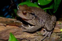 Bắt được sinh vật này, 6 người háo hức mổ ăn, suýt chết thảm