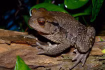 Bắt được sinh vật này, 6 người háo hức mổ ăn, suýt chết thảm