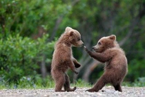 Khi gấu nâu hoang dã ra đòn hiểm với đồng loại