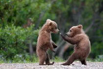 Khi gấu nâu hoang dã ra đòn hiểm với đồng loại