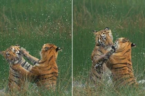 Hổ vằn “đại chiến” dưới nước và sự thực bất ngờ phía sau