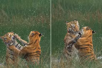 Hổ vằn “đại chiến” dưới nước và sự thực bất ngờ phía sau