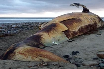 Cá voi "quái vật" 27 tấn bốc mùi trên bãi biển