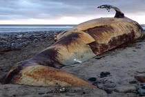 Cá voi "quái vật" 27 tấn bốc mùi trên bãi biển